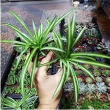 Hakay Gardenbox Mini Kurdele Çiçeği, 15-25 Cm, 2 Adet Saksılı Dış Mekan Sarmaşık Bitkileri, Gloxinia