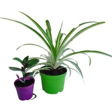 Hakay Serada Decor & Plant 2'li Mini Set Telgraf + Kurdele Çiçeği (5-10 Cm) Iç/dış Mekan Bitkileri