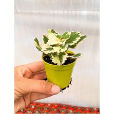 Hakay Nura Botanik Adaçayı Kokulu Beyaz Alacalı Sukulent, 5-10 cm Tüplü Çiçekli Bodur Bitkiler