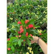 Hakay Gardenbox Kırmızı Renk Milli Dikenler Tacı Çiçeği, 1 Adet Saksılı, Euphorbia Milii