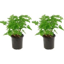 Hakay Nura Botanik Pelargonium Itır Çiçeği, 20-40 Cm, 2 Adet Çiçekli Bodur Bitki