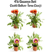 Hakay Serada Decor & Plant Gazanya Seti, 4'lü Çiçekli Balkon Bitkisi, Kırmızı ve Pembe Beyaz, 10-20CM