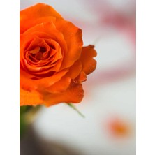 Hakay Nura Botanik Turuncu Yediveren Kokulu Gül Fidanı, 1 Adet, 10-15 cm Saksılı