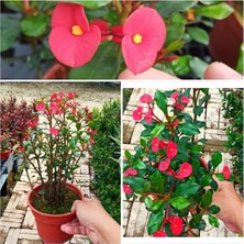Hakay Videolu Dikensiz Dikenler Tacı Özel Tür Büyük Boy (35 60 Cm) Saksılı Euphorbia