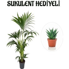 Hakay Nura Botanik Canlı Yapraklı Areka Salon Palmiyesi, Sukulent Hediyeli