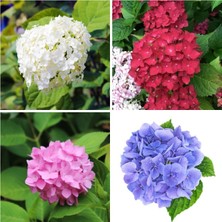 Hakay Serada Decor & Plant Ortanca Çiçeği Fidanı, 4 Adet, Kırmızı-Pembe-Mor-Beyaz, 20-35 Cm, Tüplü Hydrangea
