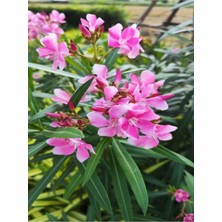 Hakay Nura Botanik Zakkum Fidanı Pembe Renkli, 10-15 Cm, Tüplü, Dış Mekan Bitkisi