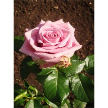 Hakay Gardenbox Pembe Yediveren Mis Kokulu Gül Fidanı, 2 Adet, 50-70 Cm, Saksılı