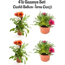 Hakay Serada Decor & Plant Gazanya Seti, 4'lü Çiçekli Balkon Bitkisi, Kırmızı ve Koyu Pembe, 10-20CM