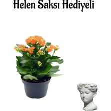 Hakay Nura Botanik Turuncu Kalanşo Çiçeği Helen Saksı, Hediyelik