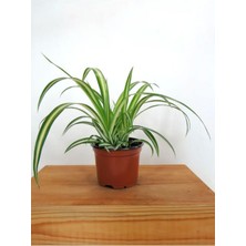 Hakay Kampanyalı Sarı Alacalı Kurdele Çiçeği Chlorophytum Comosum 20-40CM