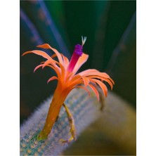 Hakay Gardenbox Çiçek Açan Kaktüs Maymun Kuyruğu Hildewintera Aureispina, Dolgun Formlu