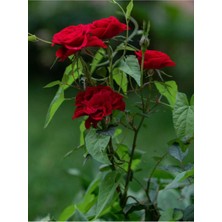 Hakay Gardenbox Kırmızı Gül Fidesi, 10-15CM Saksılı Tüplü
