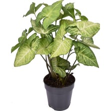 Hakay Serada Decor & Plant Canlı Dolgun Fomlu Melek Kanadı Çiçeği, 1 Adet Saksılı, 25-40CM, Salon Çiçeği