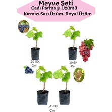 Hakay Nura Botanik 4'lü Üzüm Seti, Cadı Parmağı, Kırmızı, Sarı, Royal Üzüm Fidanı, 20-50 cm