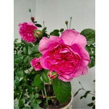 Hakay Nura Botanik Yediveren Pembe Saksılı Aşılı Gül, 10-15 Cm, Pink Rose