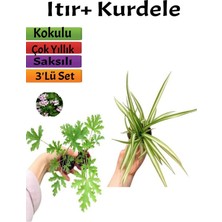 Hakay Gardenbox Itır Çiçeği + Kurdele Çiçeği Seti, 5-15 Cm, Çok Renkli, Dış Mekan Bitkileri