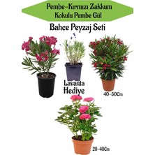 Hakay Serada Decor & Plant Bahçe Peyzaj Seti, Pembe Zakkum, Kırmızı Zakkum, Pembe Gül Fidanı, Lavanta Hediye