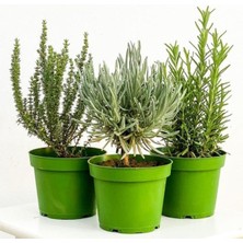 Isparta Gülü Kekik Nane Itır 3 Lü Set 10-20 cm Tıbbi Aromatik