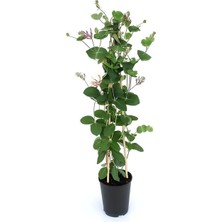 Frefly Store Gardenbox Mis Kokulu Hanımeli Fidanı + Kokulu Leylak Çiçeği Fidanı, 40-80 Cm, 2'li Kokulu Bahçe Seti
