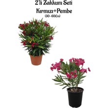 Frefly Store Nura Botanik Kırmızı Zakkum + Pembe Zakkum Fidanı Saksılı 2'li Bahçe Peyzaj Seti, 30-60 cm