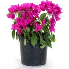 Frefly Store Gardenbox Begonvil Fidanı, Mor, 25 Cm, Çiçekli Bodur Bitki