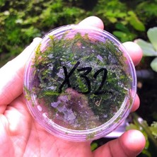 Frefly Store Weeping Moss Kutu Canlı Bitki