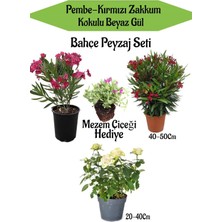 Frefly Store Nura Botanik Peyzaj Seti, Pembe Zakkum, Kırmızı Zakkum, Beyaz Gül, Mezem Çiçeği Hediyeli