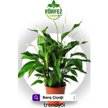 Frefly Store Gardenbox Spatifilyum Barış Çiçeği Spathiphyllum Bellini, 10 cm Saksı, 25-30 cm Yükseklik, Beyaz Çiçekli