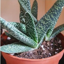 Frefly Store Nura Botanik Gasteria Pillansii Sukulent Bitki, 5.5cm Saksı, Yeşil