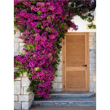 Frefly Store Pembe Begonvil Çiçeği (30 60 Cm)1 Adet Saksılı/tüplü Bahçe Bitkisi Bougainvillea