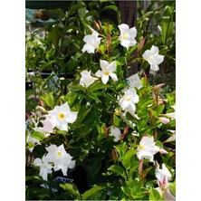 Frefly Store Gardenbox Beyaz Çiçekli Mandevilla Sandavilla, 30-60 Cm, Dekoratif Tırmanıcı Bahçe Bitkisi