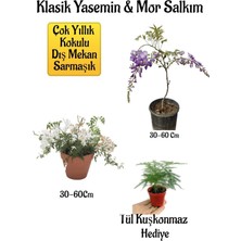 Frefly Store Nura Botanik Mis Kokulu Klasik Yasemin, Mor Salkım Ağacı Fidanı, Tül Kuşkonmaz Peyzaj Seti