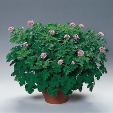 Frefly Store Videolu Itır Sardunya Fidanı 20-40 cm Saksılı Çiçekli Bodur Bitkiler Geranium