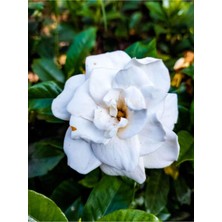 Frefly Store Gardenbox Gardenya Çiçeği, Saksılı, 30-40CM, Beyaz