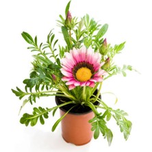 Frefly Store Bitkim Sende Pembe-Beyaz Gazanya Çiçeği, Saksılı, 15-25CM, Çiçekli Bodur Bitki