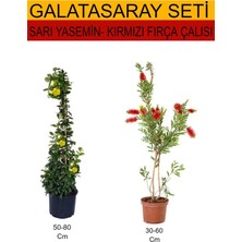 Frefly Store Gardenbox 2'li Takım Seti Sarı Yasemin + Kırmızı Çalı Fırçası