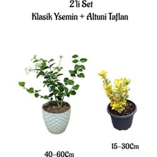 Frefly Store Nura Botanik Yoğun Kokulu Klasik Yasemin Çiçeği + Altuni Taflan Çit Bitkisi 2'li Set, 40-60CM ve 15-30CM