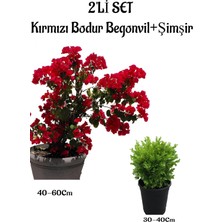 Frefly Store Nura Botanik Kırmızı Bodur Begonvil Fidanı 40-60CM + Çalı Şimşiri 2'li Set Saksılı Bahçe Bitkisi
