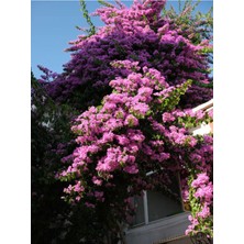 Frefly Store Serada Decor & Plant Pembe Leylak Çiçeği Fidanı, 60-80 Cm, Saksılı, Dış Mekan Bitkisi