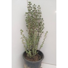 Frefly Store Nura Botanik Origanum Microphyllum Minik Yapraklı Mercanköşk Fidesi, 10-30 cm