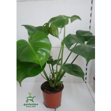 Frefly Store Gardenbox Monstera Deliciosa Deve Tabanı Çiçeği, 30-60 Cm, 1 Adet