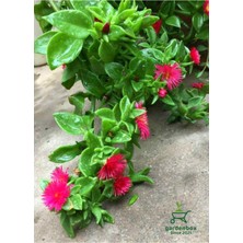 Frefly Store Gardenbox Buz Çiçeği 5 Adet Tüplü Saksılı Yer Örtücü Yayılıcı Bitki