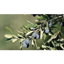 Frefly Store Serada Decor & Plant Trilye Gemlik Zeytin Fidanı, 100-120 Cm, 2-3 Yaşında, Aşılı Tüplü