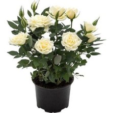 Frefly Store Gardenbox Minyatür Bodur Beyaz Gül Fidanı, Saksılı, 35-65 cm