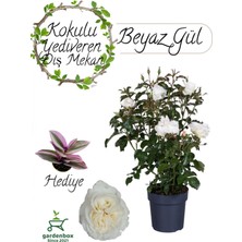 Frefly Store Gardenbox Canlı Beyaz Gül Fidanı Saksıda 30-50CM, Pembe Telgraf Çiçeği