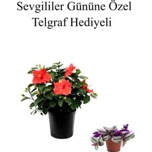 Frefly Store Nura Botanik Kırmızı Japon Gülü Çiçeği, Telgraf Hediyeli, Kadınlar Gününe Özel