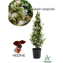 Frefly Store Gardenbox Mis Kokulu Arap Yasemin Çiçeği, Saksılı, 30-60 Cm, Yaprak Güzeli Bitkisi