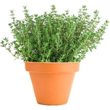 Frefly Store Gardenbox Bol Kokulu Kekik Tohumu, 100 Adet, Bol Verimli
