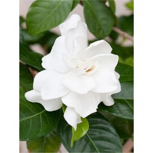 Frefly Store Gardenbox Gardenya Saksılı Çiçekli Bodur Bitki, 25-40CM, Beyaz, Mis Kokulu
